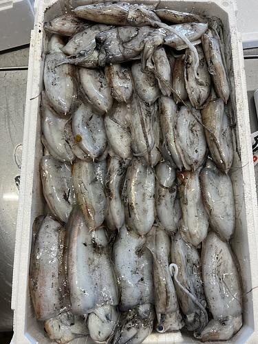 コウイカ35入約5.5kg(底曳)