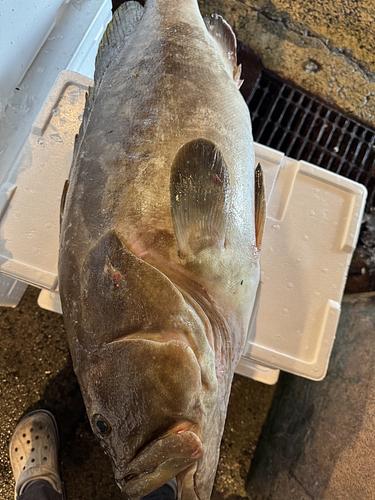 活〆クエ1入約11.5kg(釣)