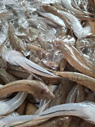ネズミゴチ約3kg(沿岸)