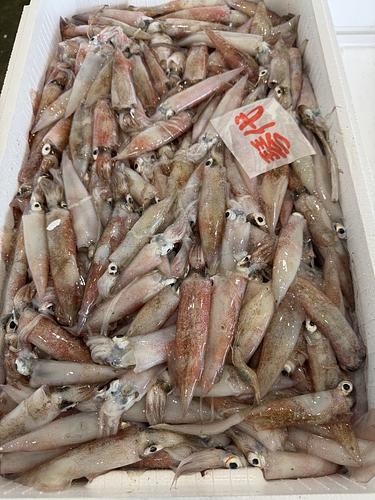 ヤリイカバラ約5.5kg(底曳)