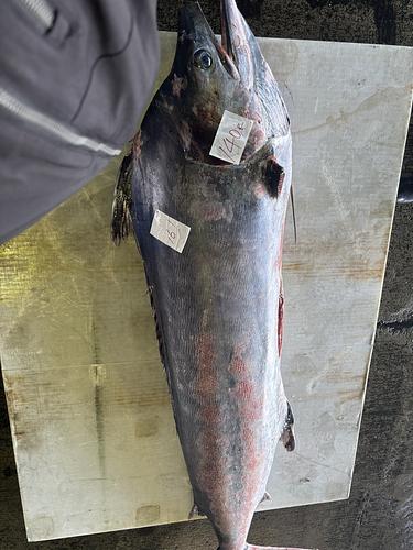 シロカジキ1入約140kg(定置)