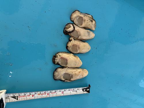 牡蠣（加熱用）1粒約15g約1kg(養殖)