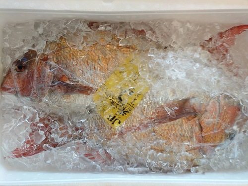 マダイ4入約4kg(底曳)