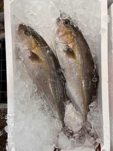 カンパチ1.5kサイズ2入約3kg(定置)