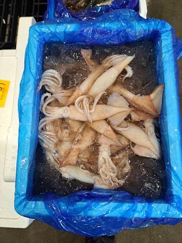 スルメイカバラ60入約5kg(釣)