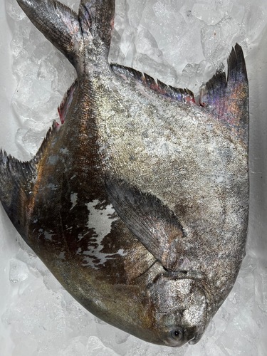 マナガツオ1入約1kg