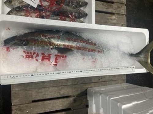 ヒラマサ8/12k1入約10kg(定置)