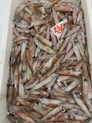 ヤリイカ約5kg(底曳)