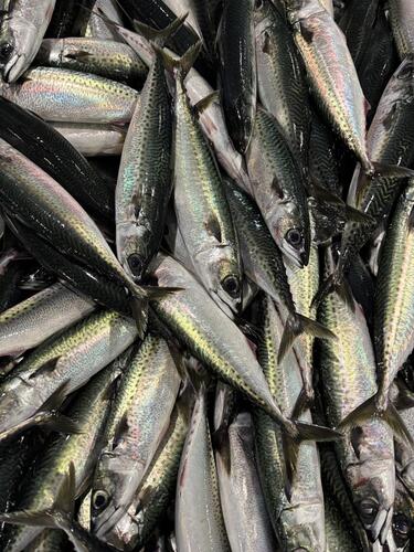 ゴマサバ12入約5kg(定置)