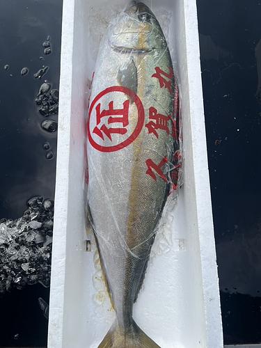 ヒラマサ8.5k1入約8.5kg(定置)