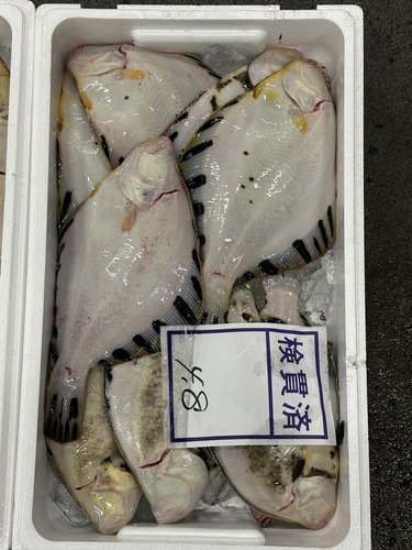 活〆マツカワガレイ約5kg(底曳)