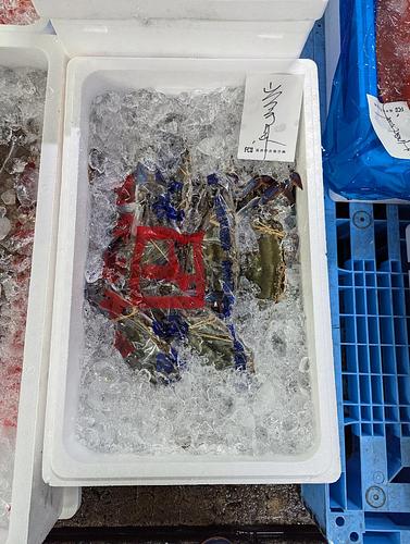 ワタリガニ8入約4kg(定置)
