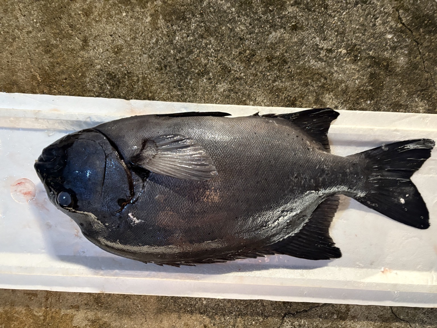 活〆イシダイ2入約7.5kg(銛突)【業務用の鮮魚仕入れならウーオ】