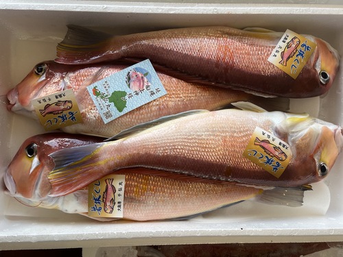 神経〆若狭ぐじ(釣)