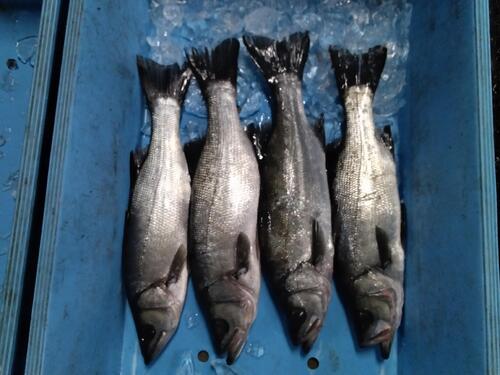 活〆ヒラスズキ3入約3.3kg(定置)