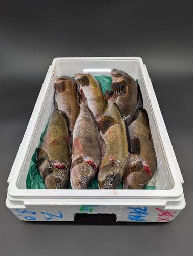 活〆アイナメ7入約5kg(沿岸)