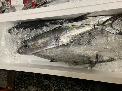 サワラ5入約9kg(刺網)