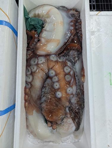 生ムキタコ4入約3kg(カゴ)
