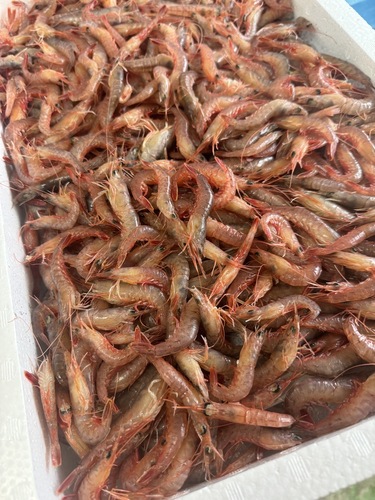 カワツエビ中エビ約2kg(底曳)