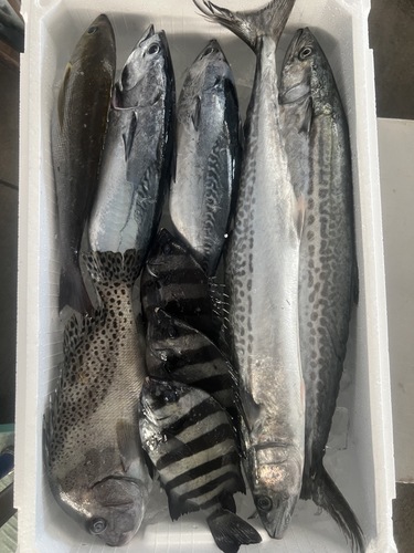 鮮魚BOX約4.5kg(定置)