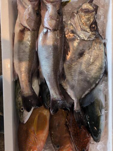鮮魚BOX10入約8kg(釣)
