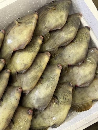 本カワハギ15入約5.3kg(定置)