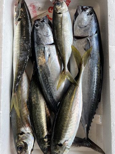鮮魚BOX約3.9kg