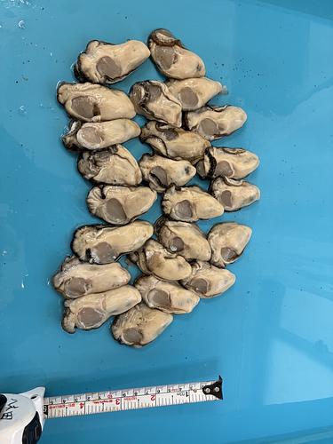 牡蠣（加熱用）1粒約15g約1kg(養殖)