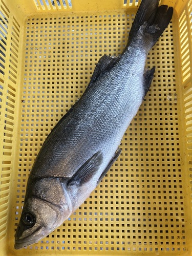 神経〆ヒラスズキ1入約2.6kg