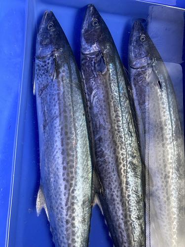 サワラ脂質10%アップ5-6k台1入約5kg(定置)