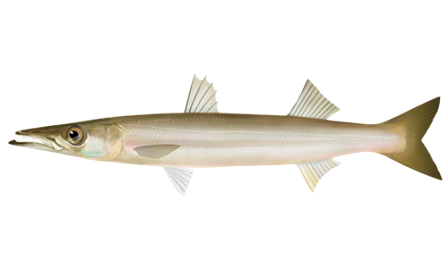 アカカマス新口✨️　42入約3kg(定置)