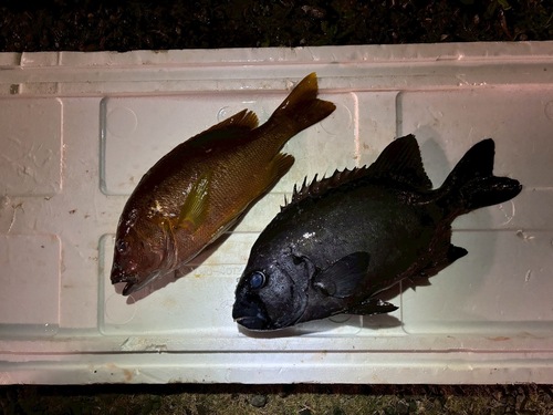 神経〆鮮魚BOX1入約3.6kg(沿岸)