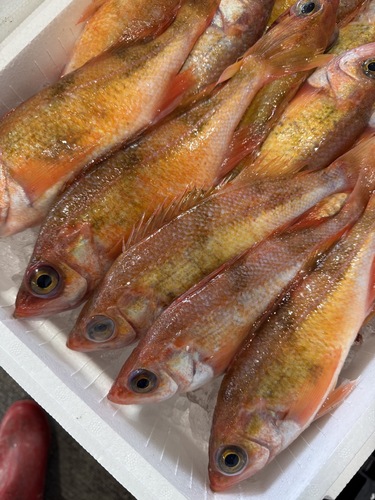 ハツメ23入約5kg(底曳)