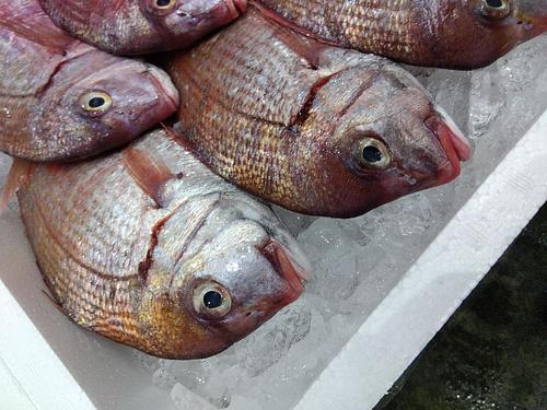 チダイ8/9入約3kg(定置)