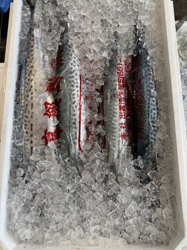 サゴシ(沿岸)