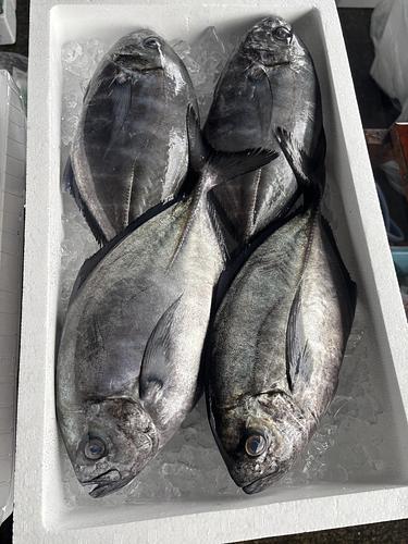 オキアジ4入約4.3kg(定置)