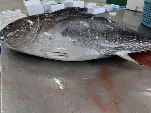 本めじ1入約10kg(釣)