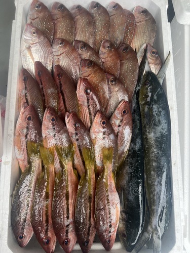 鮮魚BOX約5kg(定置)
