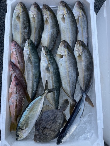 鮮魚BOX約3.3kg(定置)