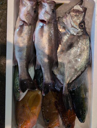 活〆鮮魚BOX10入約8kg(釣)