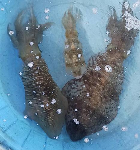 活〆アオリイカ2入約4kg(釣)