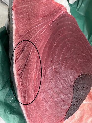 本マグロ腹中1入約3kg(巻網)