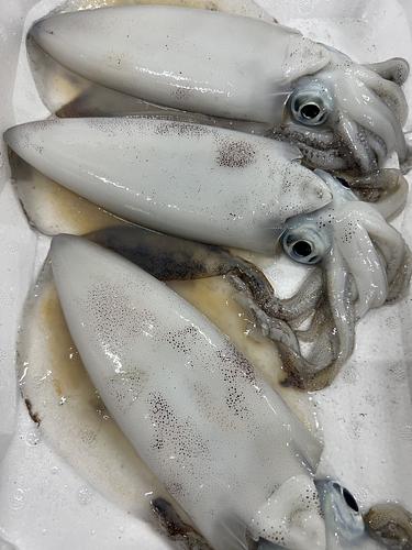 活〆アオリイカ9入約1.4kg