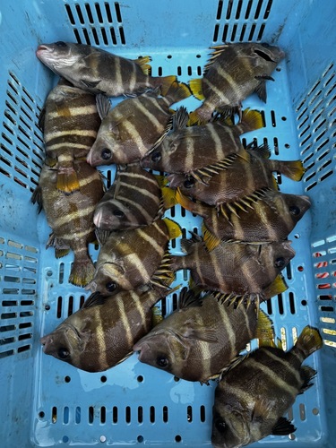 神経〆セトダイバラ14尾前後14入約3.2kg(沿岸)