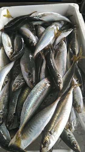 マルアジ約5kg(定置)
