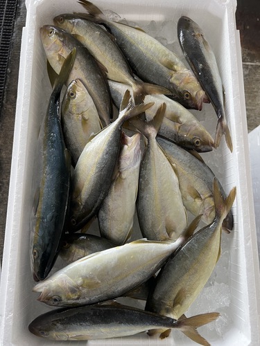 鮮魚BOX約3.7kg(定置)