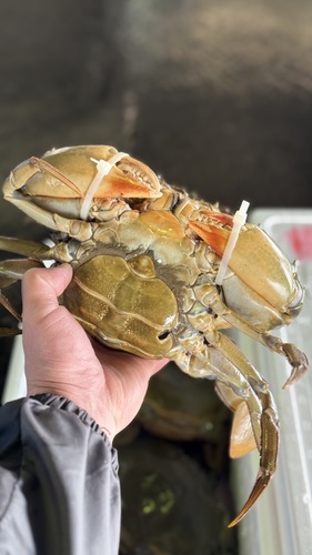 活トゲノコギリガザミ大11入約6.8kg(刺網)