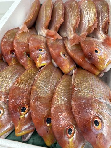 レンコダイ18入約9kg(底曳)