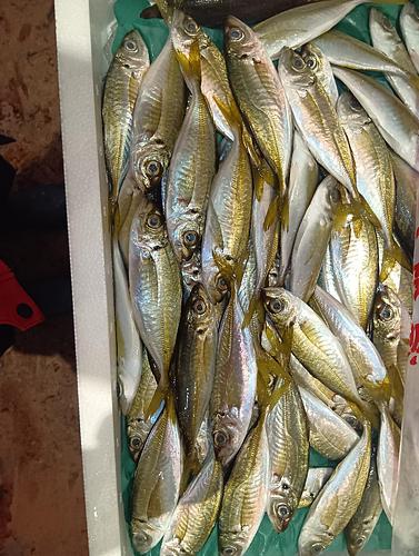 小アジ約2kg(定置)