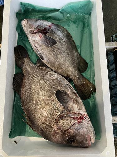 ヒゲソリダイサイズバラつきあり2入約5kg(底曳)